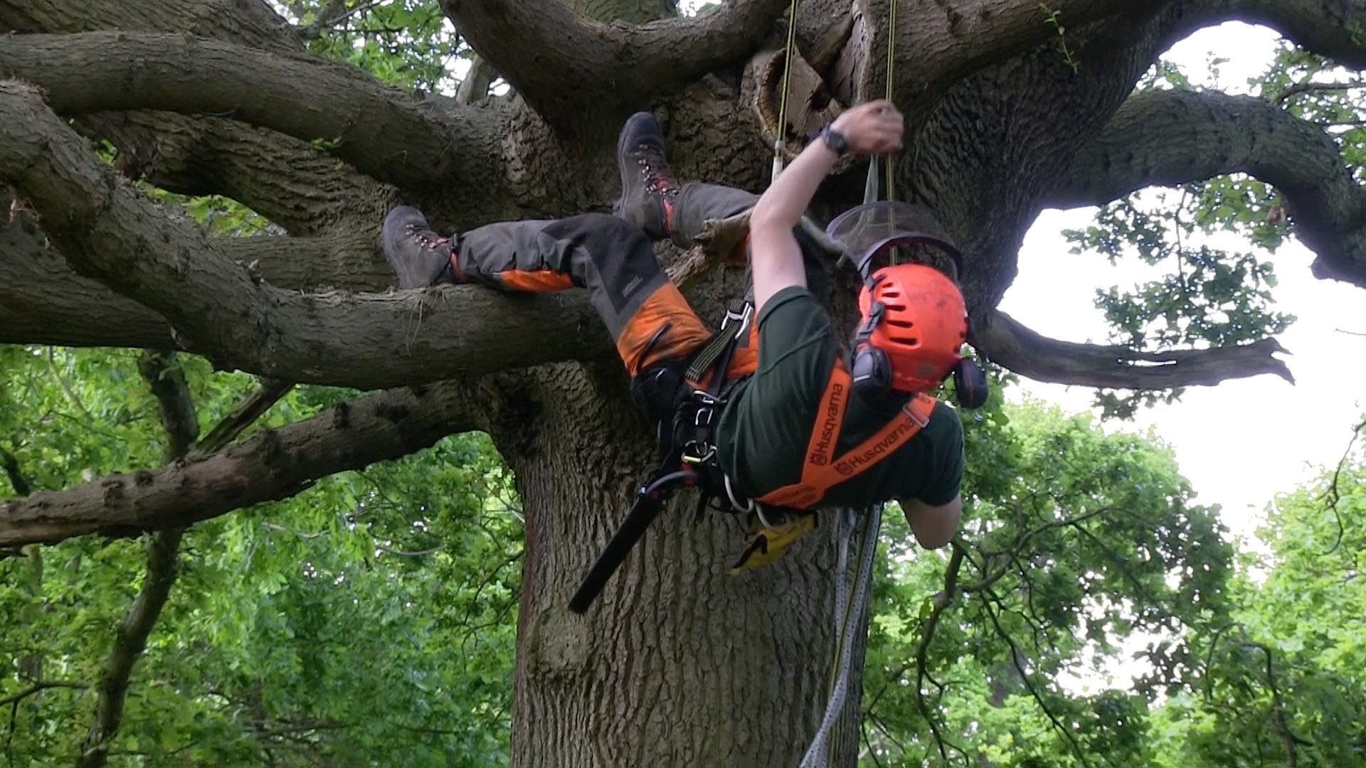 Why You Might Require The Services Of An Arborist