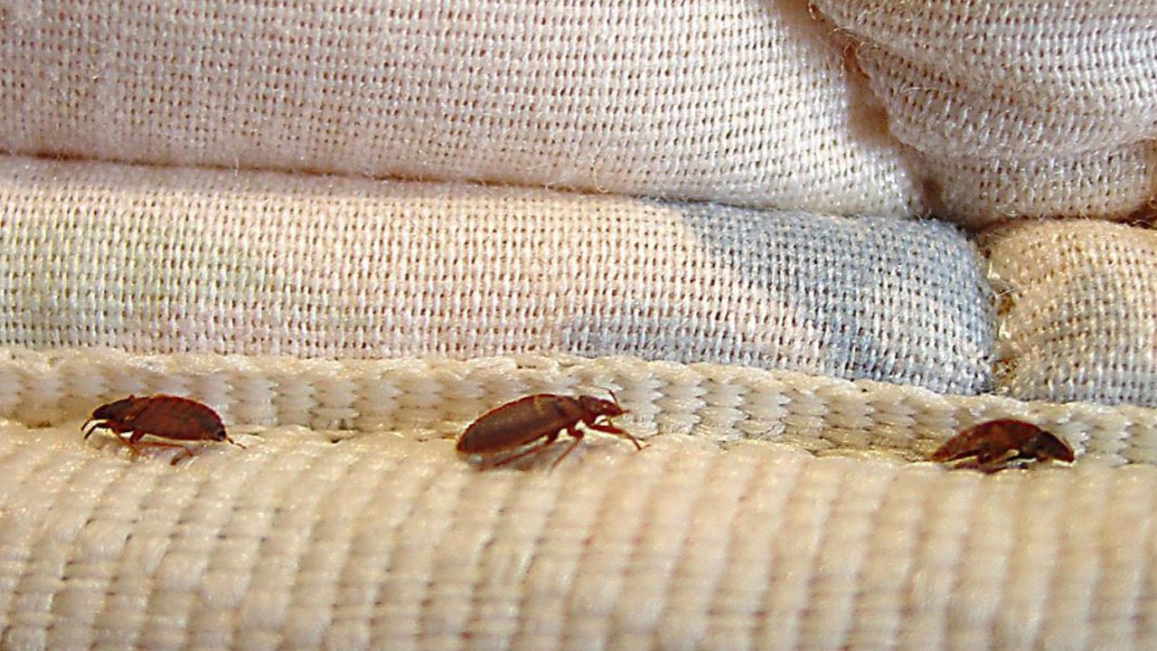 Fast Facts On Eliminating Bed Bugs