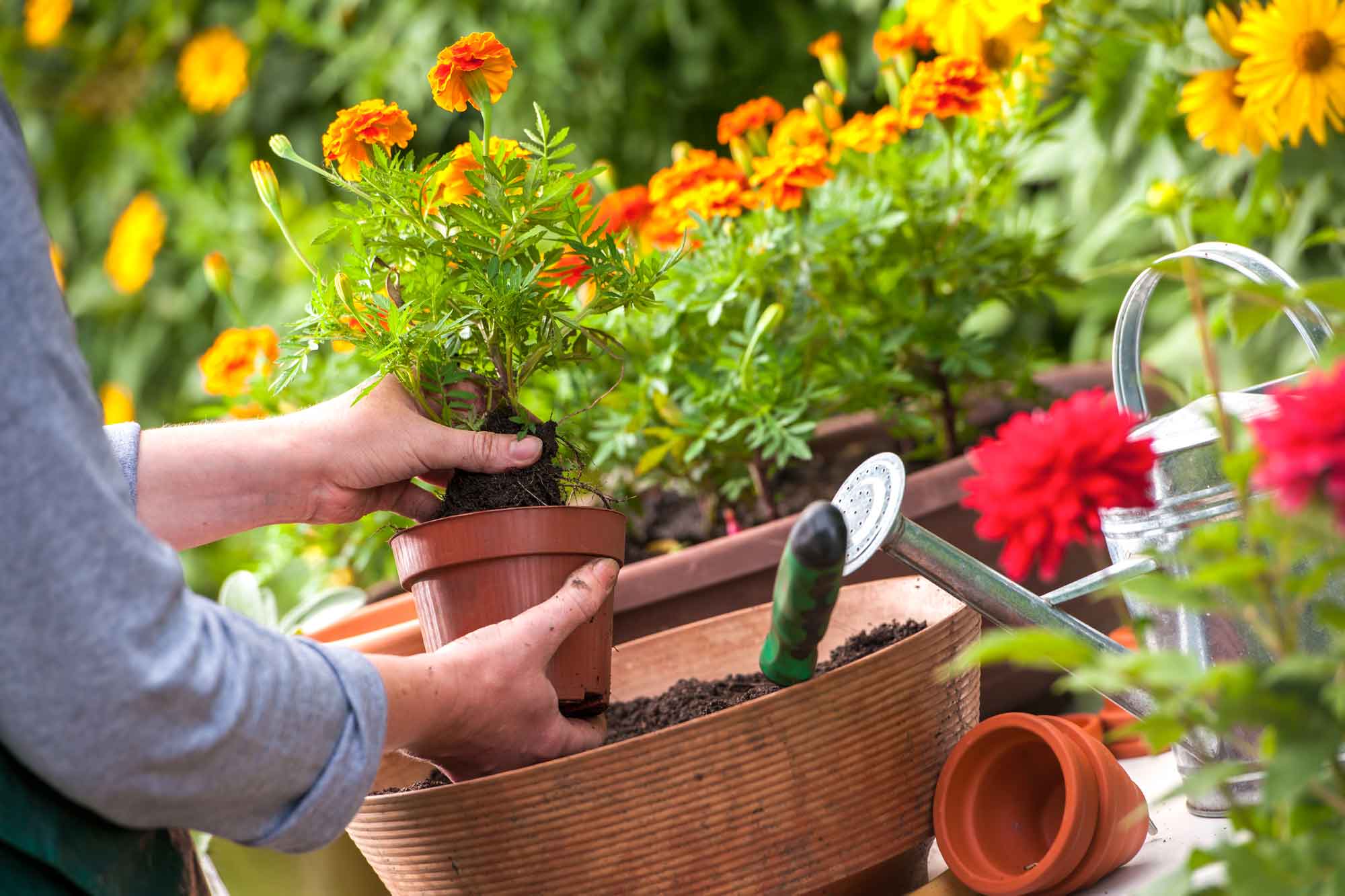 8 Easy Winter Maintenance Tips To Prepare Your Garden To Thrive In Spring