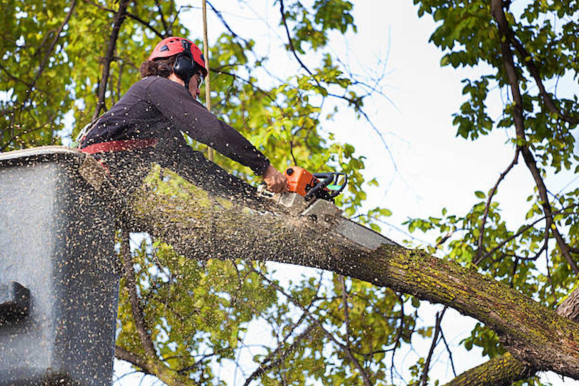 How Do Tree Surgeons Help To Protect Trees?