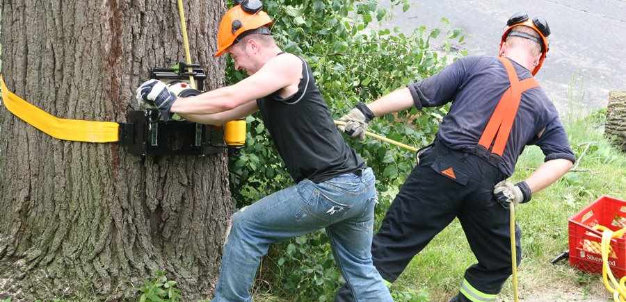 Tree And Hedge Management: It’s A Good Call