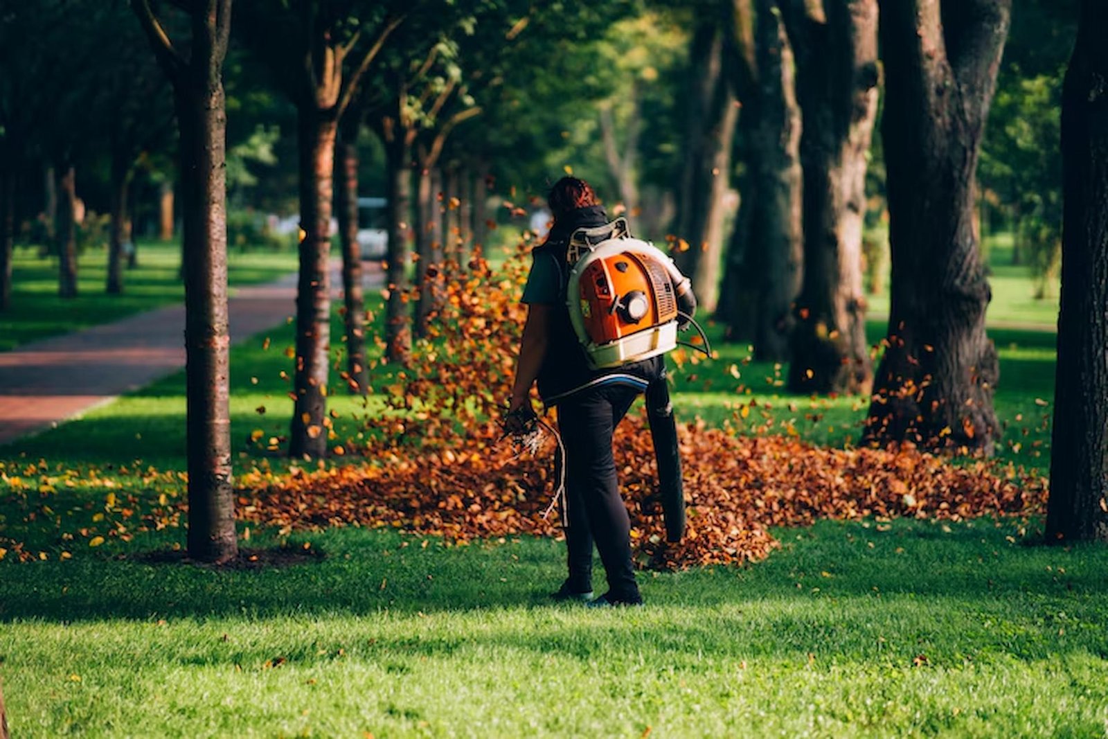 Why Hiring Professional Tree Surgeons Is Essential for Tree Health